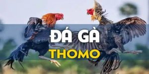 Đá Gà Thomo Tại Jun88 - Nắm Chắc Phần Thắng Trong Tay