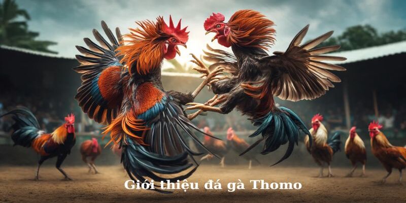 Toàn bộ thông tin sơ lược về đá gà thomo cho newbie