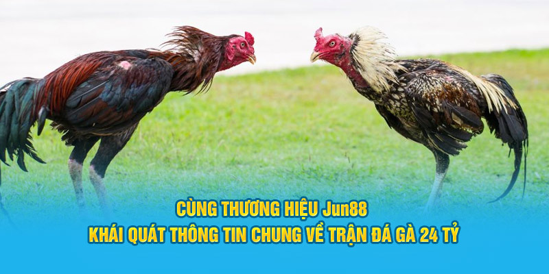 Cùng thương hiệu Jun88 khái quát thông tin chung về trận đá gà 24 tỷ