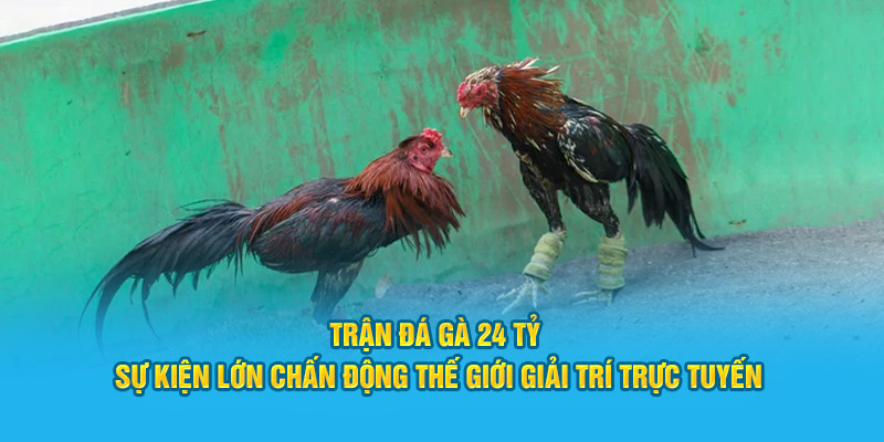 Trận Đá Gà 24 Tỷ - Sự Kiện Lớn Chấn Động Thế Giới Giải Trí